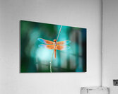 Dragonfly Fairy Kindness Is The Key Wall Art Photography  by  Fairy Voices  Nazan Saatci  Art  Acrylic Print