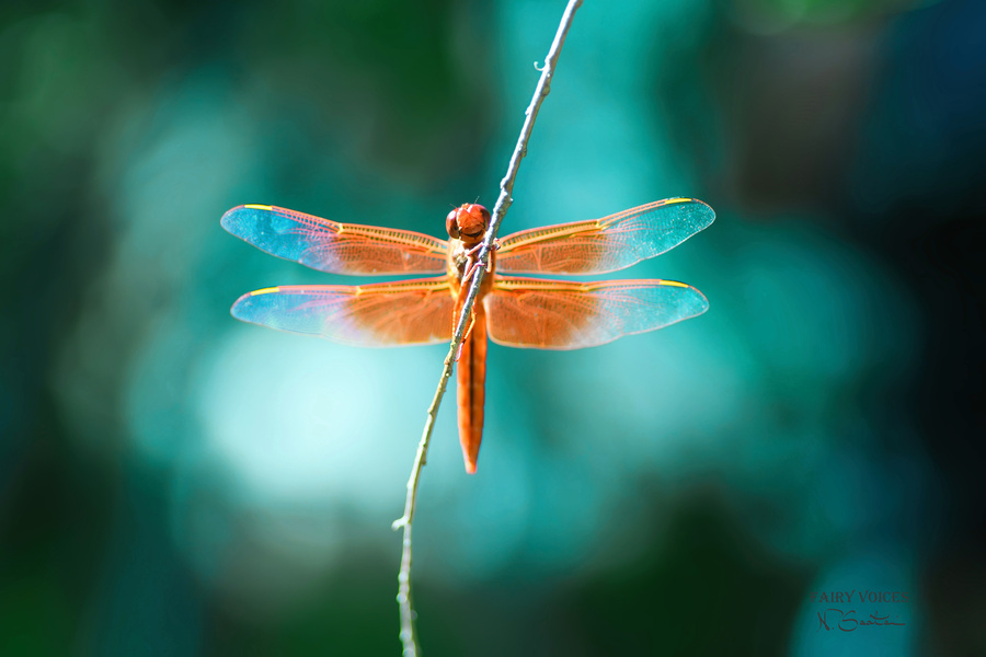 Dragonfly Fairy Kindness Is The Key Wall Art Photography  by  Fairy Voices  Nazan Saatci  Art  Print