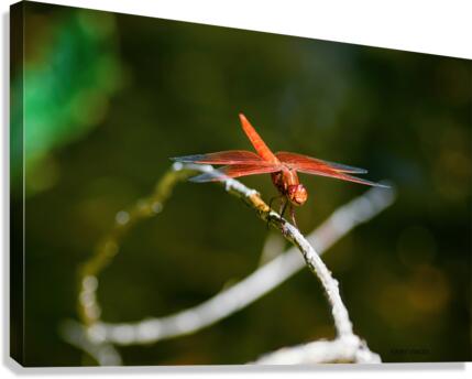 HEAR OUR VOICE  4-4 Smiling Dragonfly Fairy collection by Nazan Saatci  Canvas Print