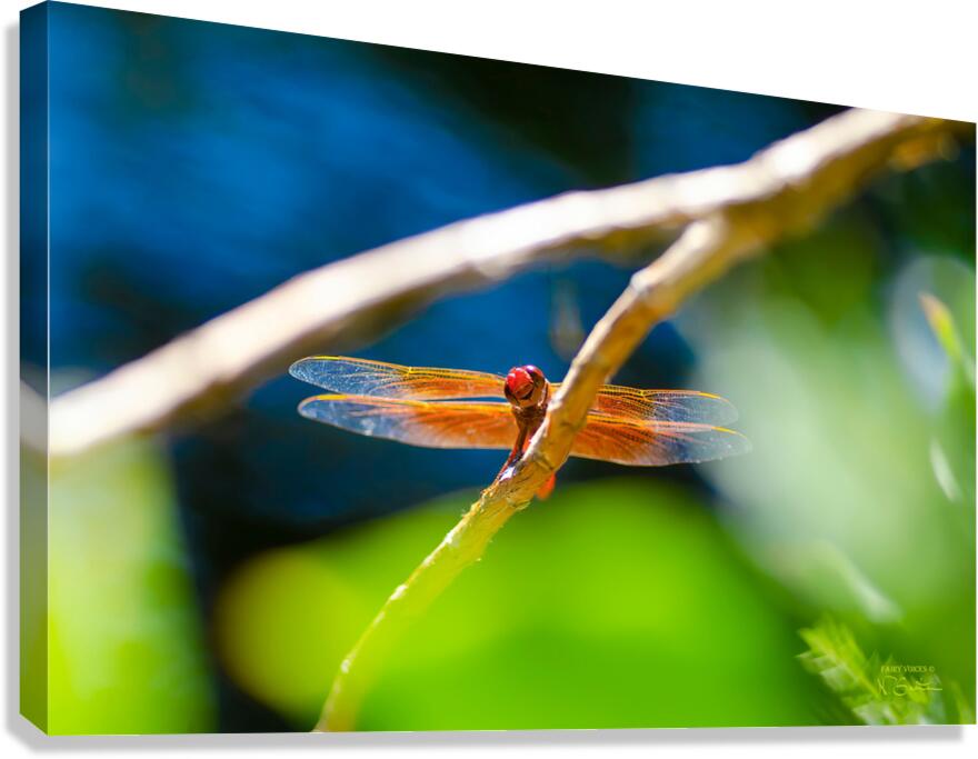 HELLO WORLD  Smiling Dragonfly Fairy by Nazan Saatci  Canvas Print