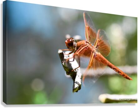 DRAGONFLY FAIRY COLLECTION 1-12 from 2021 by  Nazan Saatci  Canvas Print