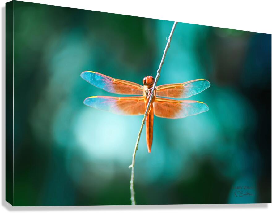 Dragonfly Fairy Kindness Is The Key Wall Art Photography  by  Fairy Voices  Nazan Saatci  Art  Canvas Print