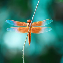 Dragonfly Fairy Kindness Is The Key Wall Art Photography  by  Fairy Voices  Nazan Saatci  Art