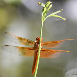 PEEK-A-BOO  Smiling Dragonfly Fairy by Nazan Saatci