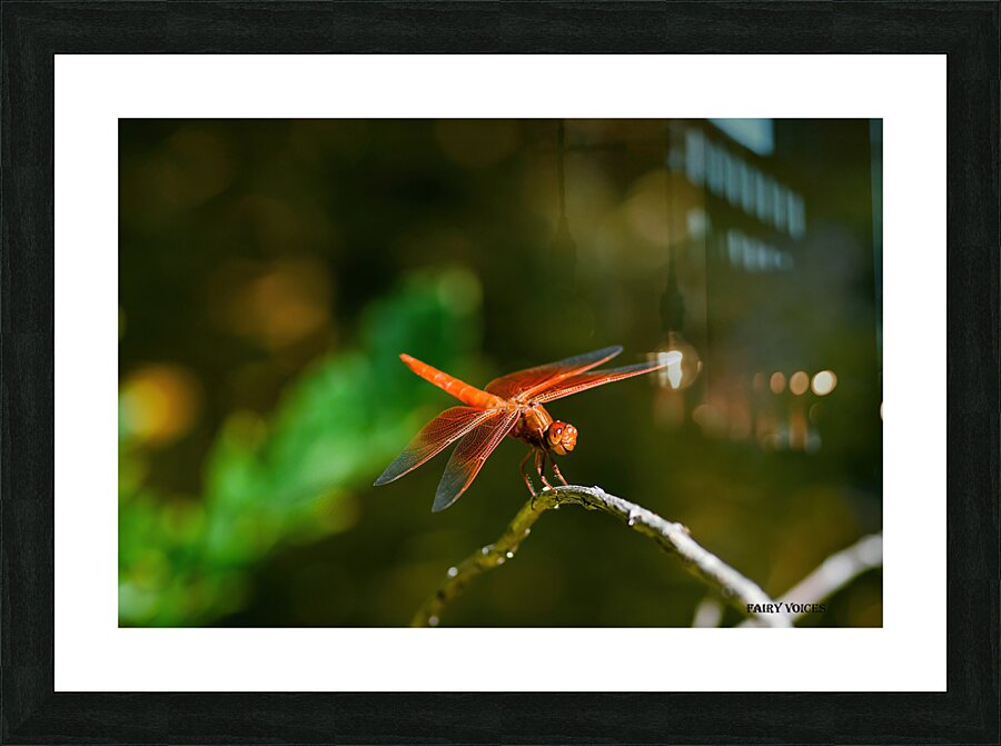 HEAR OUR VOICE 1-4 Smiling Dragonfly Fairy collection by Nazan Saatci   Framed Print Print