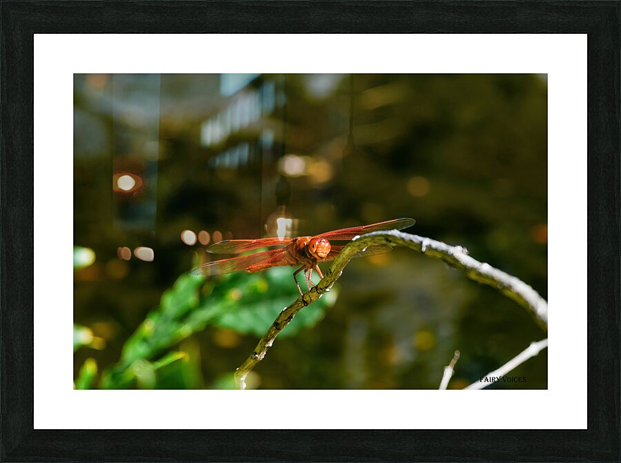 HEAR OUR VOICE  3-4 Smiling Dragonfly Fairy Collection by Nazan saatci   Framed Print Print