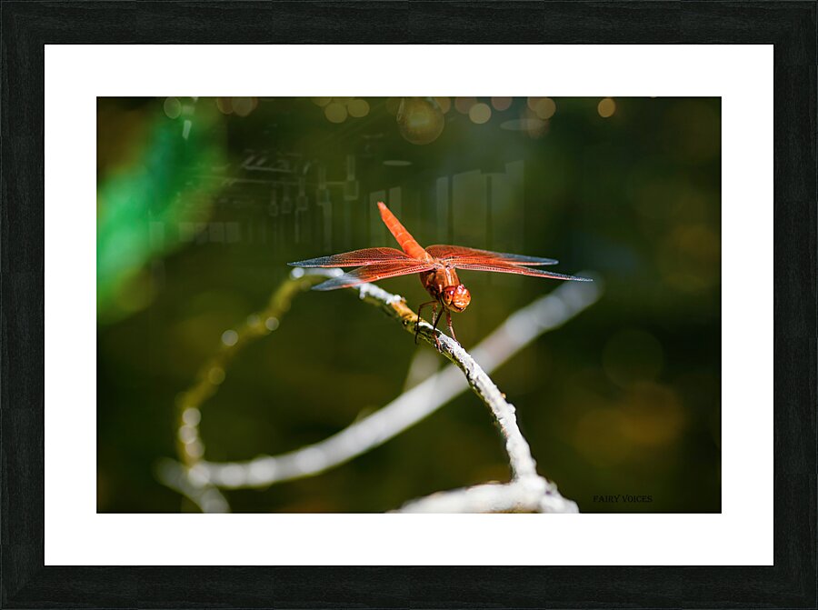 HEAR OUR VOICE  4-4 Smiling Dragonfly Fairy collection by Nazan Saatci  Framed Print Print