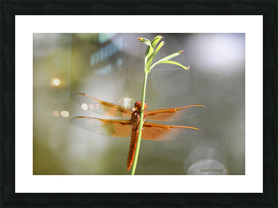 PEEK-A-BOO  Smiling Dragonfly Fairy by Nazan Saatci  Framed Print Print