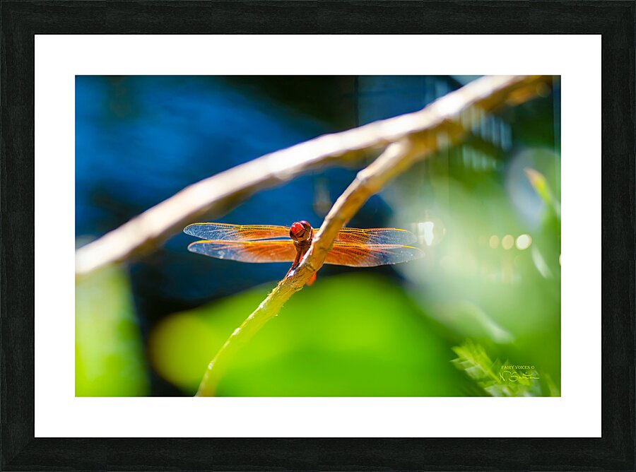 HELLO WORLD  Smiling Dragonfly Fairy by Nazan Saatci  Framed Print Print