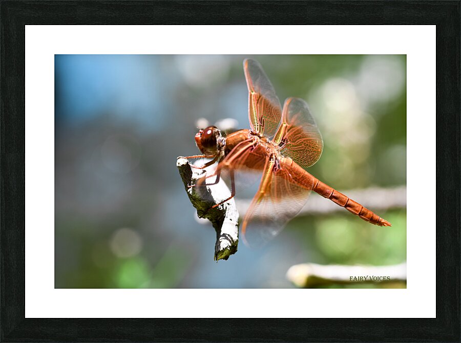 DRAGONFLY FAIRY COLLECTION 1-12 from 2021 by  Nazan Saatci  Framed Print Print