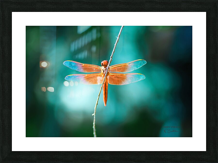 Dragonfly Fairy Kindness Is The Key Wall Art Photography  by  Fairy Voices  Nazan Saatci  Art  Framed Print Print