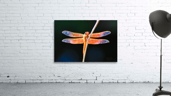 GOOD VIBES ONLY  Smiling Dragonfly Fairy by Nazan Saatci  by Nazan Saatci