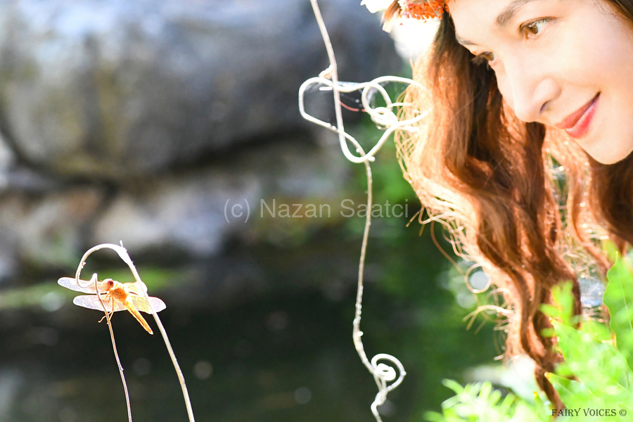 THE APPLE OF MY EYE Dragonfly Fairy Collection 1-5 by Nazan Saatci  Print